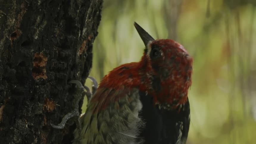 A redheaded woodpecker clinging to the bark of a tree