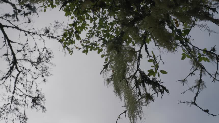 Green tree branches against the cloudy sky