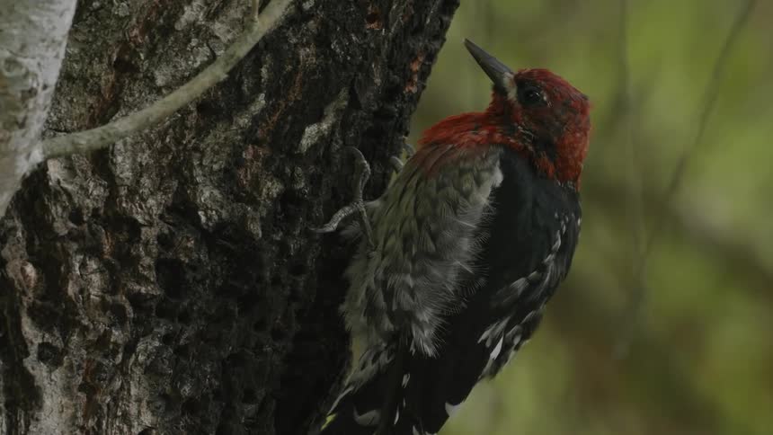 A bird is pecking a tree with its beak