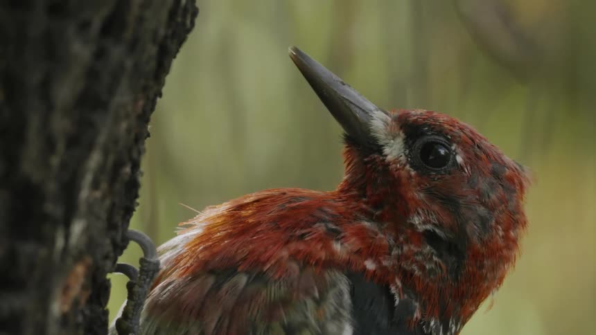 Closeup of a woodpecker bird pecking at a tree trunk