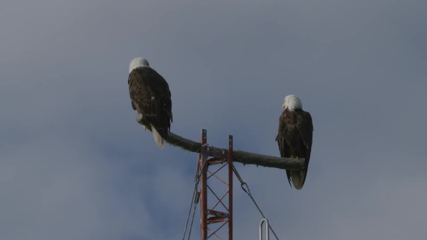 Two eagles sitting on a high object and watching around