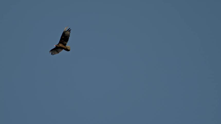 A hawk with open wings is gliding in the blue sky