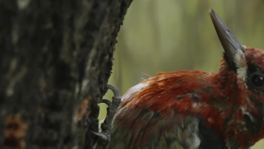 A woodpecker pecking on a tree