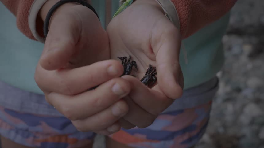 Several small black crabs walking in a persons hand