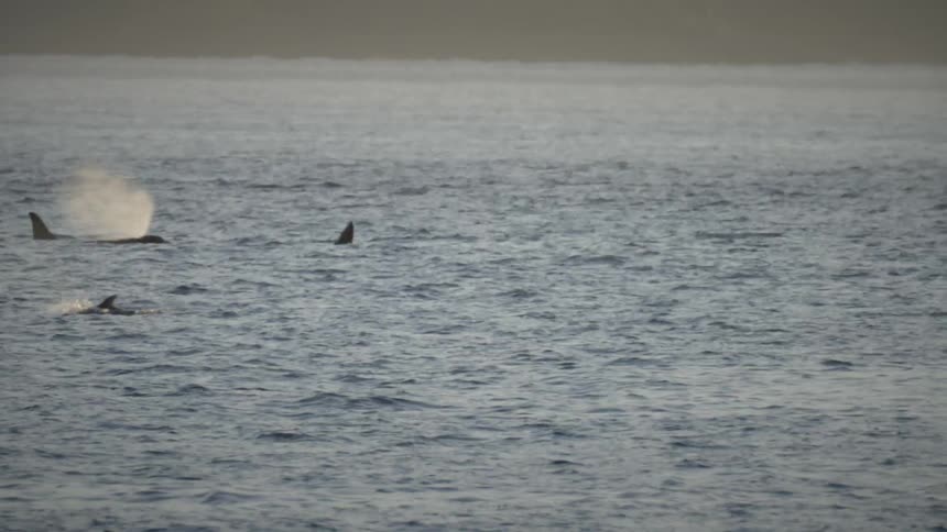 Sharks surfacing in the sea