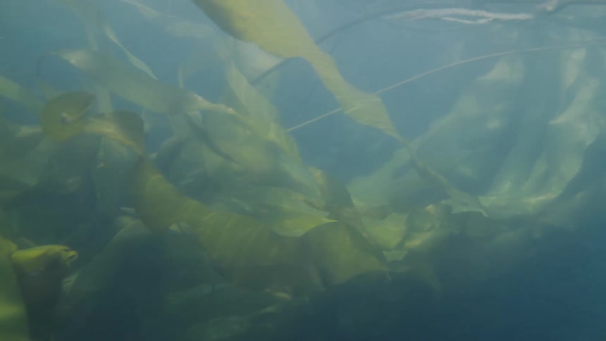 A clip of a yellow plant underwater, edible kelp, bull kelp, bullwhip kelp, ribbon kelp, bladder wrack