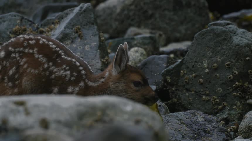 An baby deer in the middle of a region full of rocks is eating a leaf