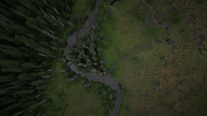 A forest with a stream path