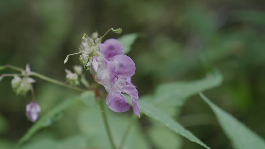 Close up of purple himalayan balsam