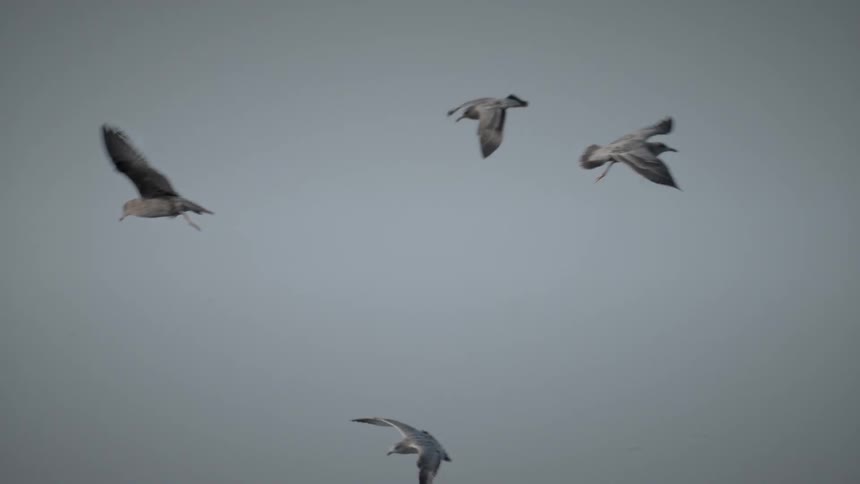Birds flying over the misty sky