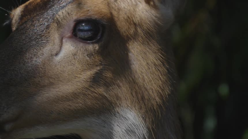 An deer eating something and its face is illuminated by sunlight