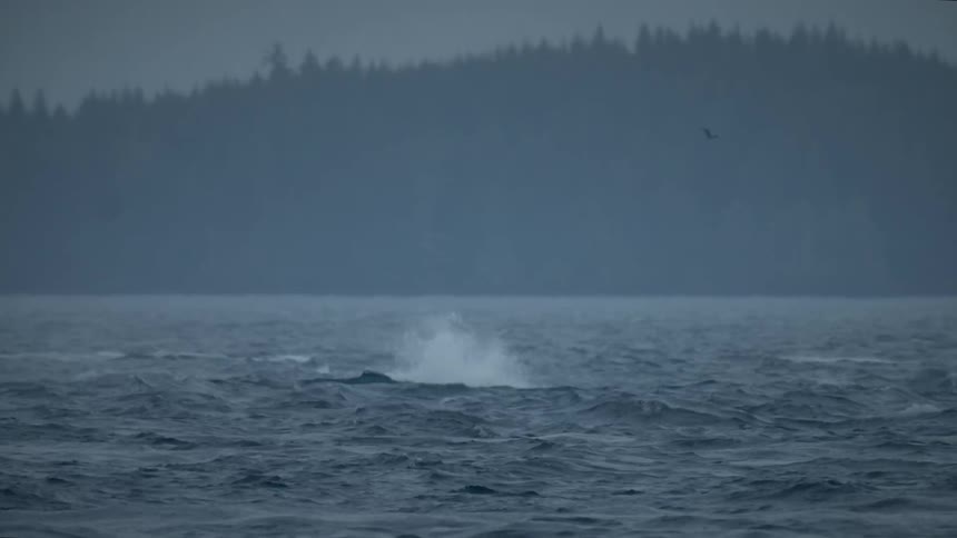 A whale splashes in an ocean in gloomy weather