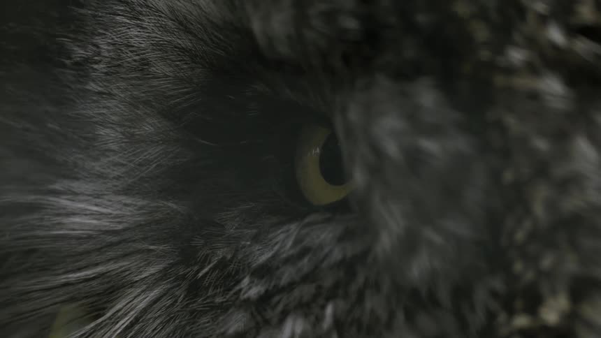 Extreme closeup of an owl showing its right eye