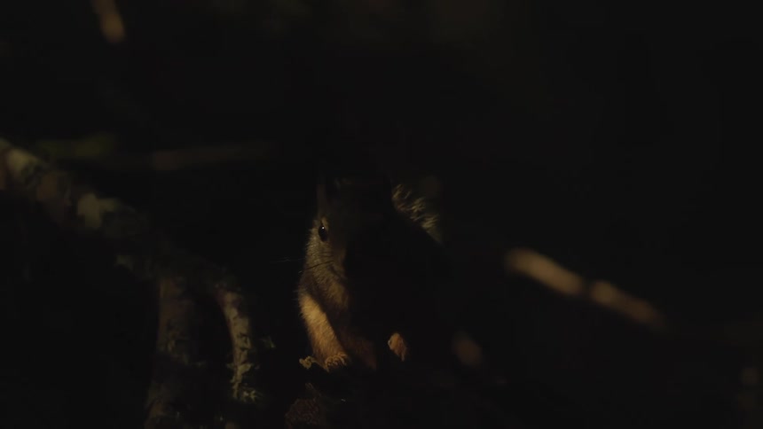 A squirrel stands on a tree branch at night staring straight ahead