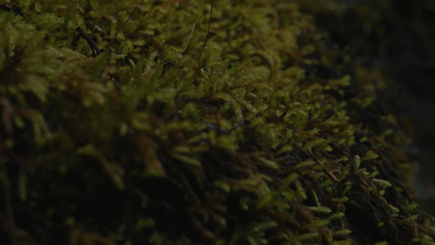 Closeup of moss