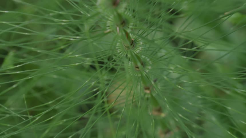 Series of thin stems branch out spoke like from shaft