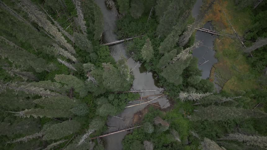 A forest with stream of water and bamboo sticks on the path