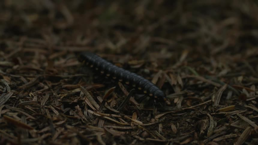 Millipede crawls across dried leaves on ground