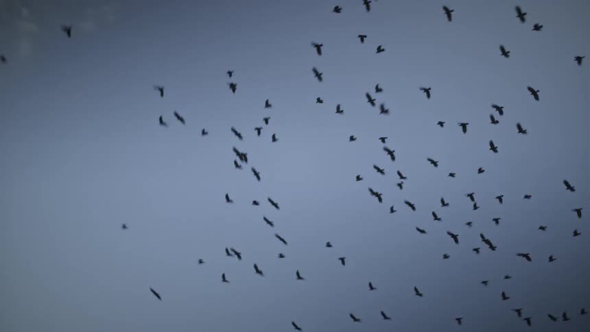Series of birds flying over a sail boat