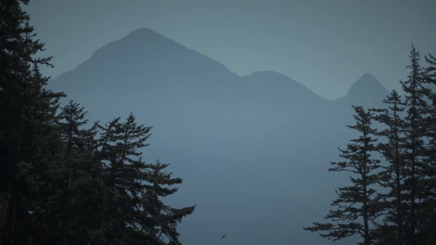 A bird flies by the mountains