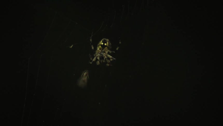 Spider capturing an insect in its web
