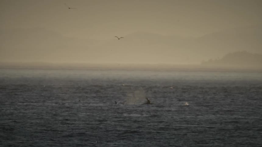 A dolphin comes up to the surface of the water to breathe and some birds fly overhead