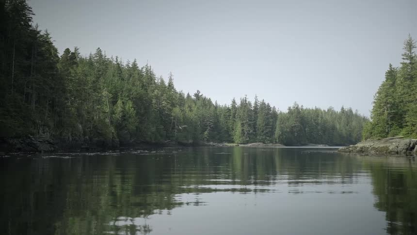 Geese fly over a river surrounded by trees and forests