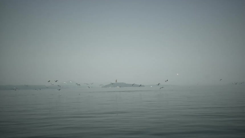 Birds flying on the sea at dawn