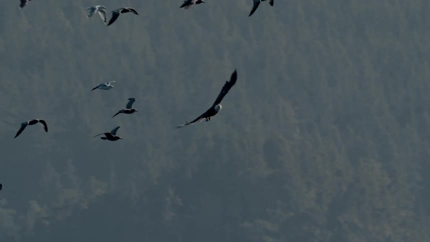 An eagle flying over a body of water along with other birds