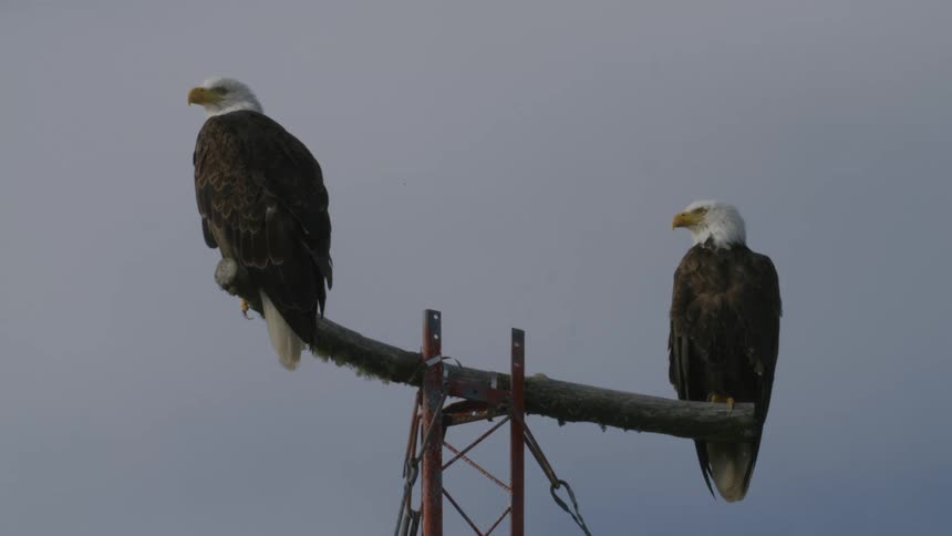 Two eagles look around as they sit on a perch high in the air