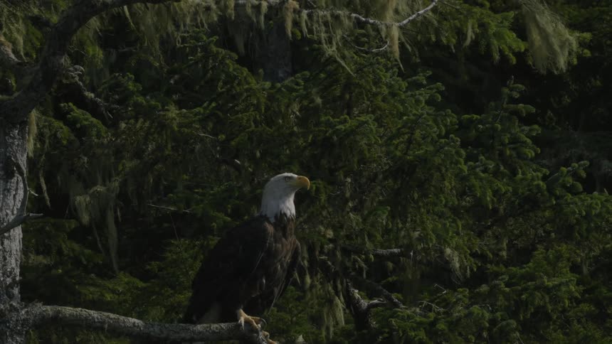 American bald eagle perches on tree branch