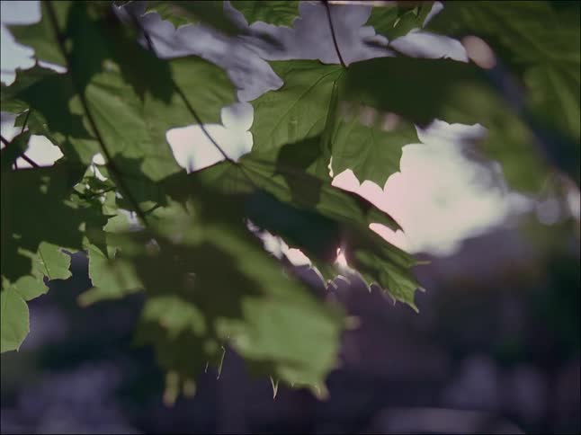 The sun shines brightly on tree leaves moving in the breeze with houses in the distance