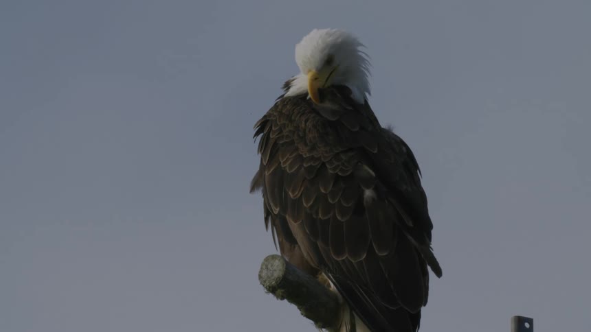 A bald eagle is pecking its feathers