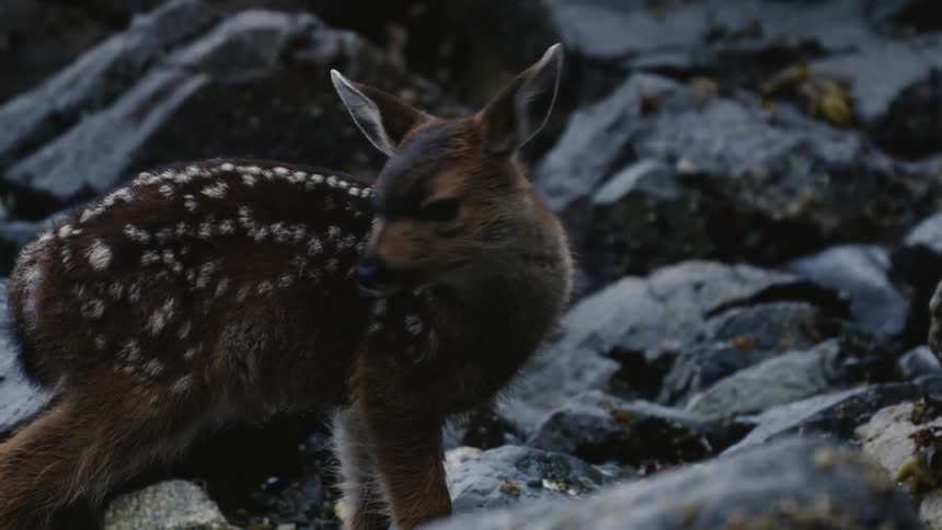A deer calf in the rock looking for food to eat