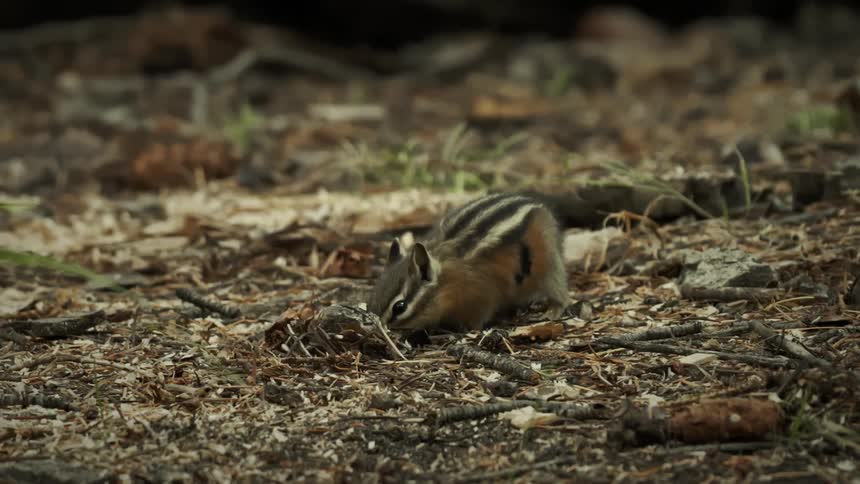 A squirrel digging the dirt on the soil