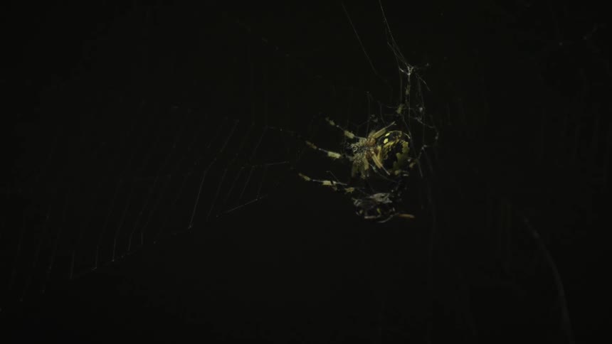 Spider on a web capturing an insect