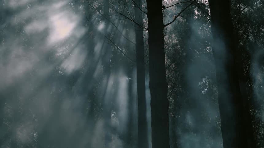 Fog creeps through this dark forest