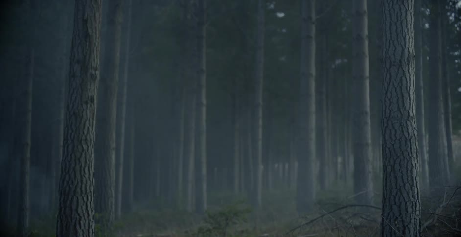 Trees in a grove are set in a line