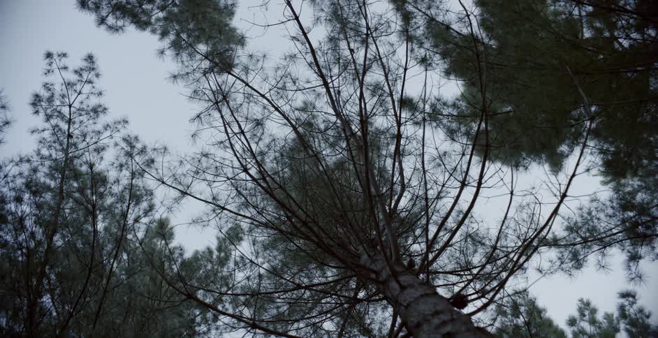 Wind blow through trees in a forest