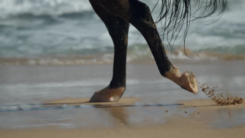 A horse is running on the beach