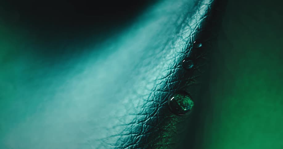 A close up clip of a green leaf