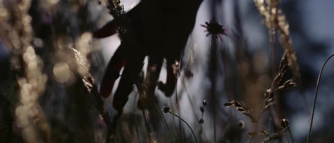Sun shines through the silhouette of a hand touching grass