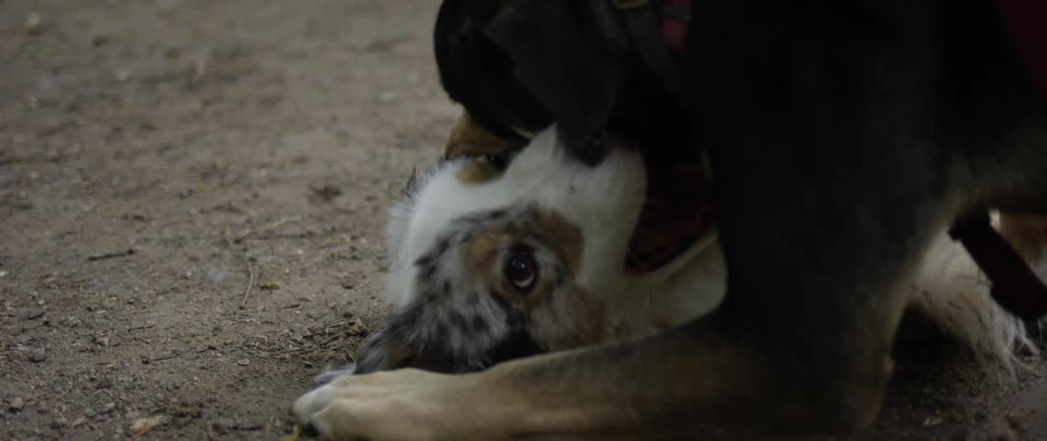 Two dogs of different breeds are playing biting each other
