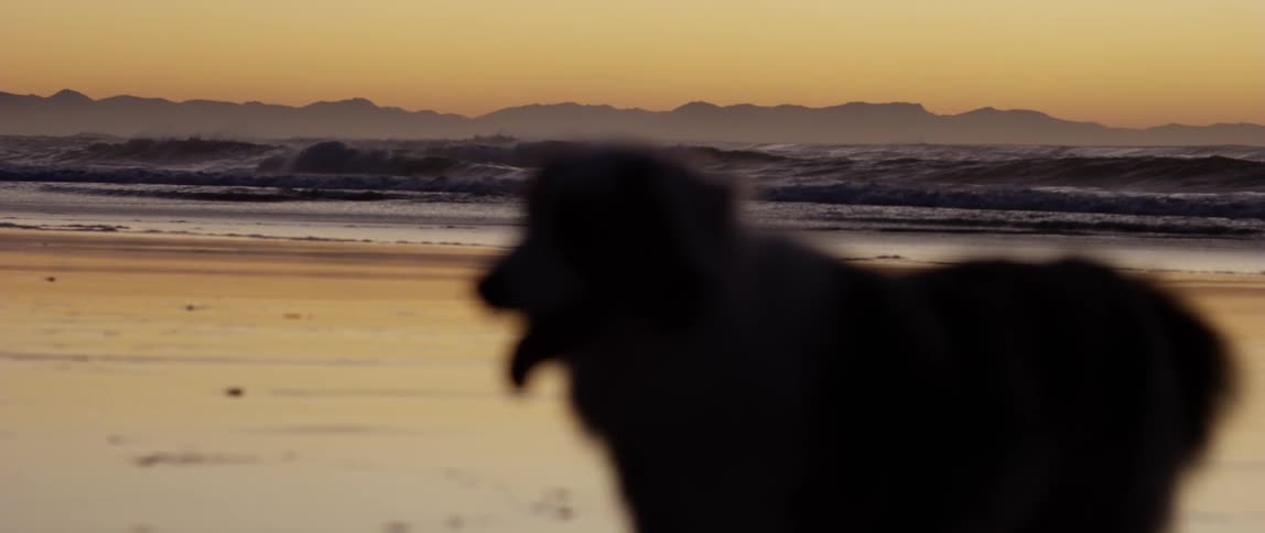 Dog on the beach sand with the morning sun