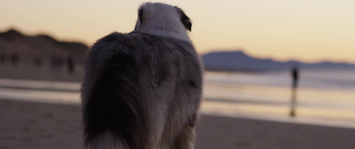 The dog is standing on the beach