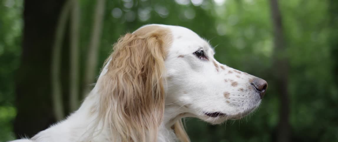 A close up clip of a dog in the forest