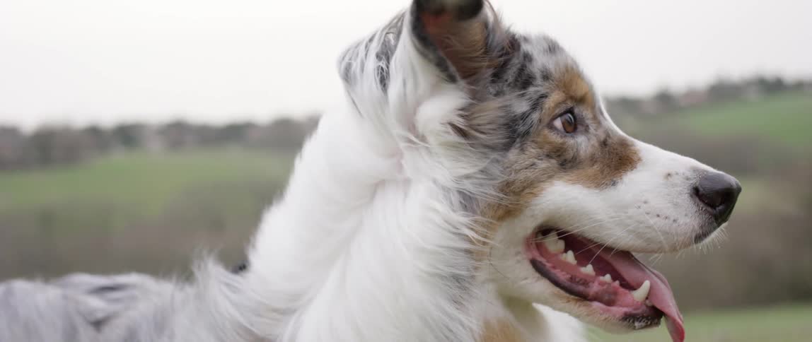 Close up of the head of a dog wiht its fur waving in the wind