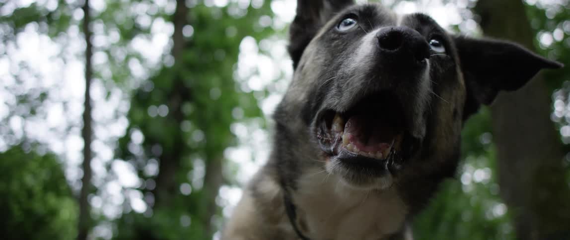 A close up clip of a dog in the forest