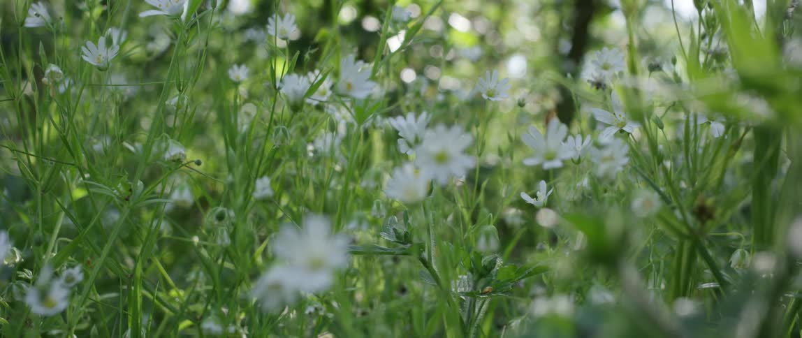 White wildflowers grow in a field