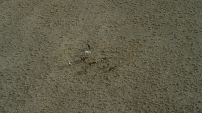 Overhead tilt down view of horses walking and grazing on rangeland below